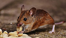 24 Hour & Emergency Exterminators in Port Hueneme CBC Base, CA